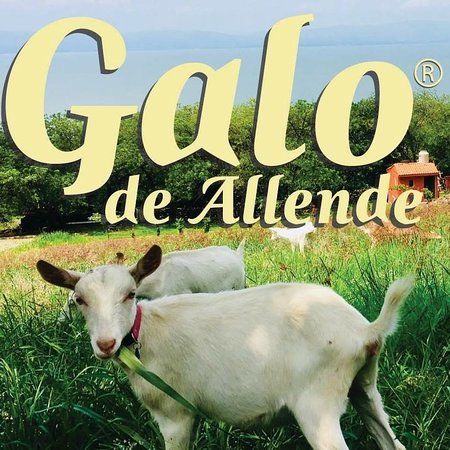 Galo De Allende granja de cabras